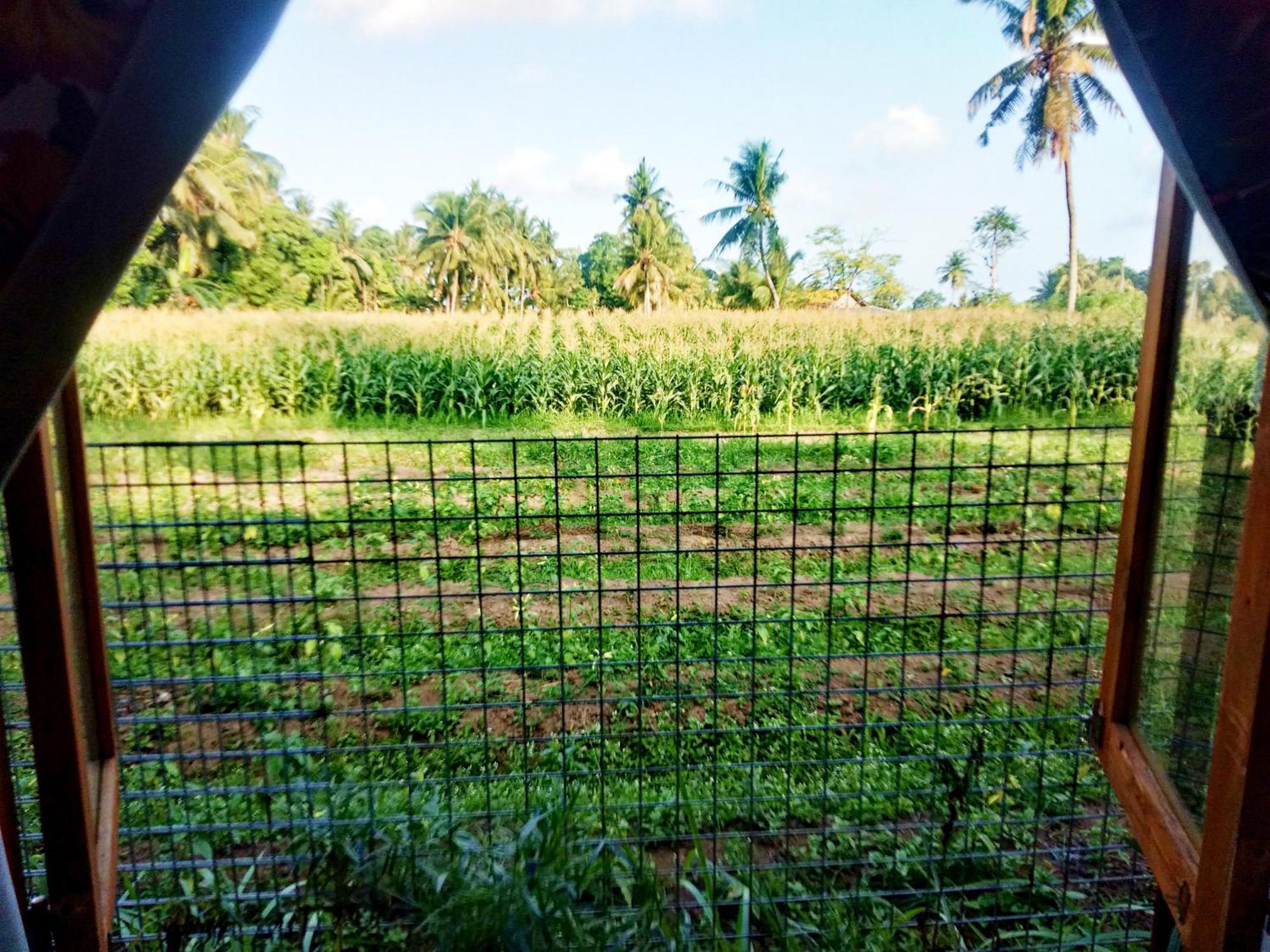 Wooden Kemiren Homestay Banyuwangi بانيووانجى المظهر الخارجي الصورة