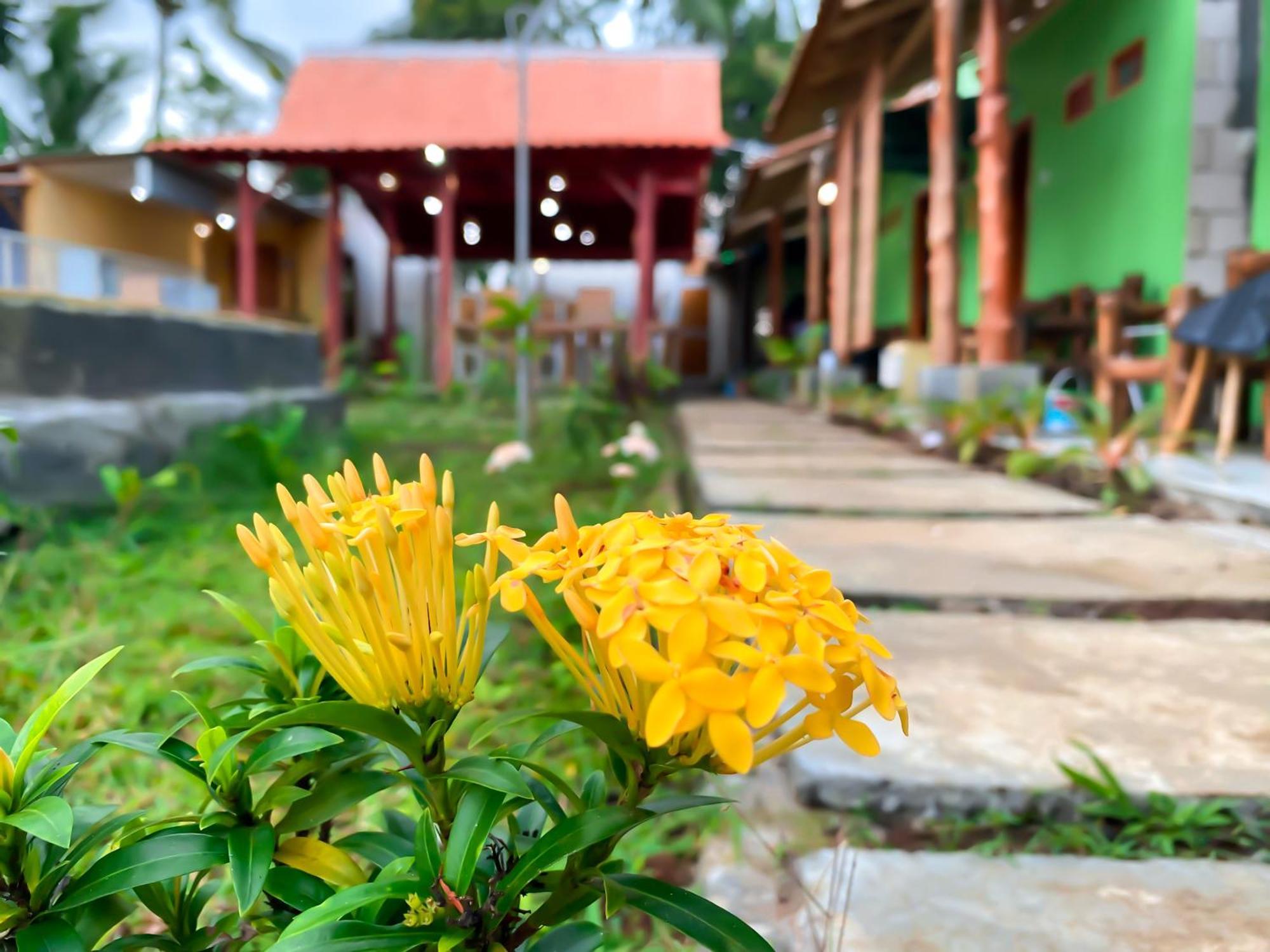Wooden Kemiren Homestay Banyuwangi بانيووانجى المظهر الخارجي الصورة